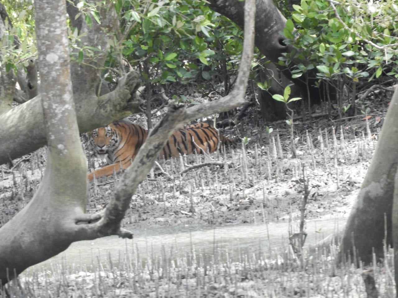 sundarban tour package